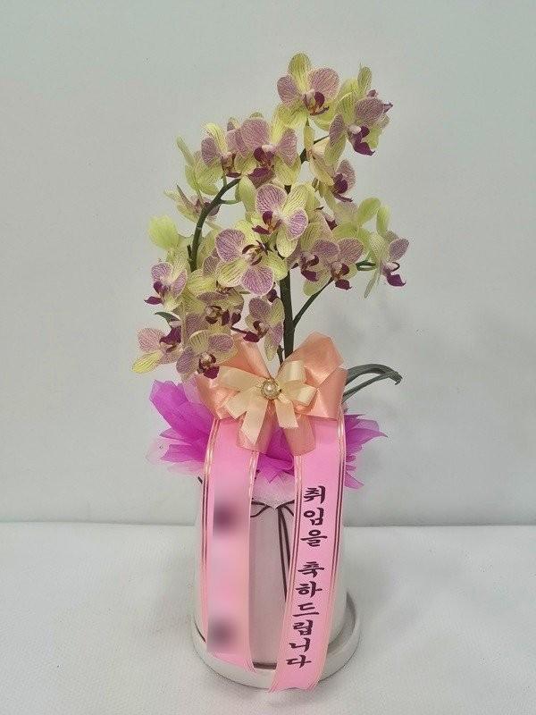 화이트 호접란 · 충북 영동군 · 2026년 7월 실제 배송 완료 사진 2