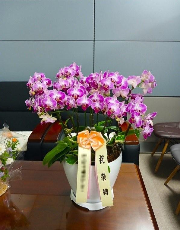 서울 강남구에 배송 완료된 서양란 실제 사진