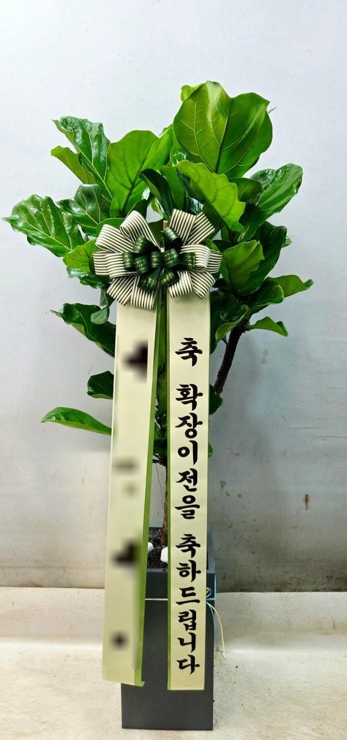 서울 중구에 배송 완료된 관엽식물 실제 사진
