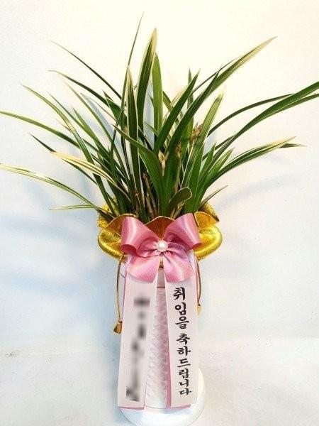 동양란 실제 배송 완료 사진 3