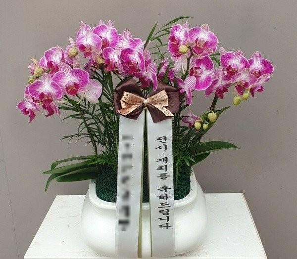 서울 종로구에 배송 완료된 서양란 실제 사진