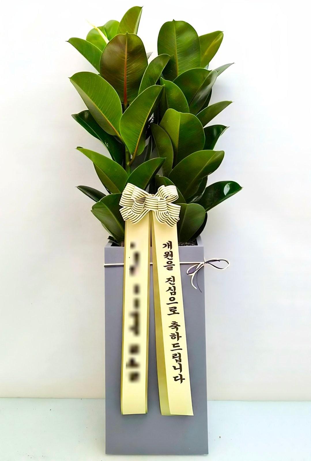 관엽식물 실제 배송 완료 사진 2