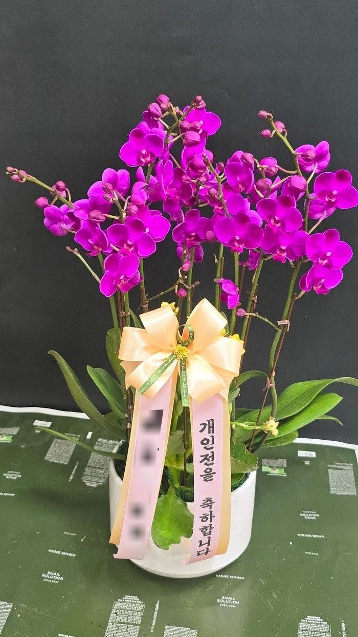 서양란 실제 배송 완료 사진 7