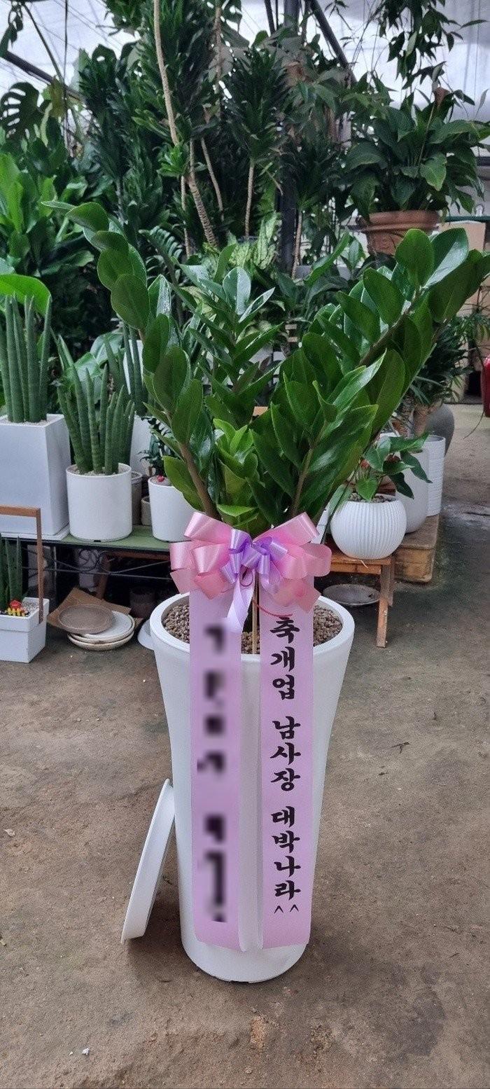 울산 동구에 배송 완료된 관엽식물 실제 사진