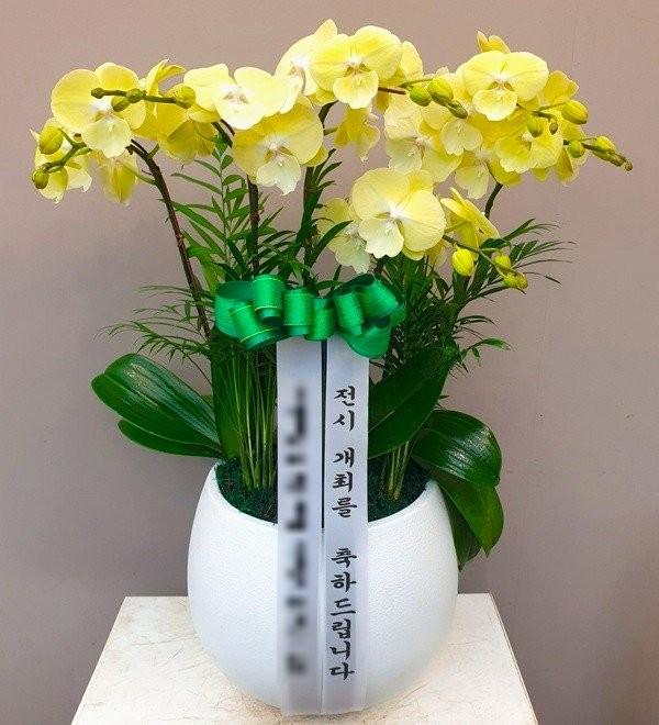서울 종로구에 배송 완료된 서양란 실제 사진