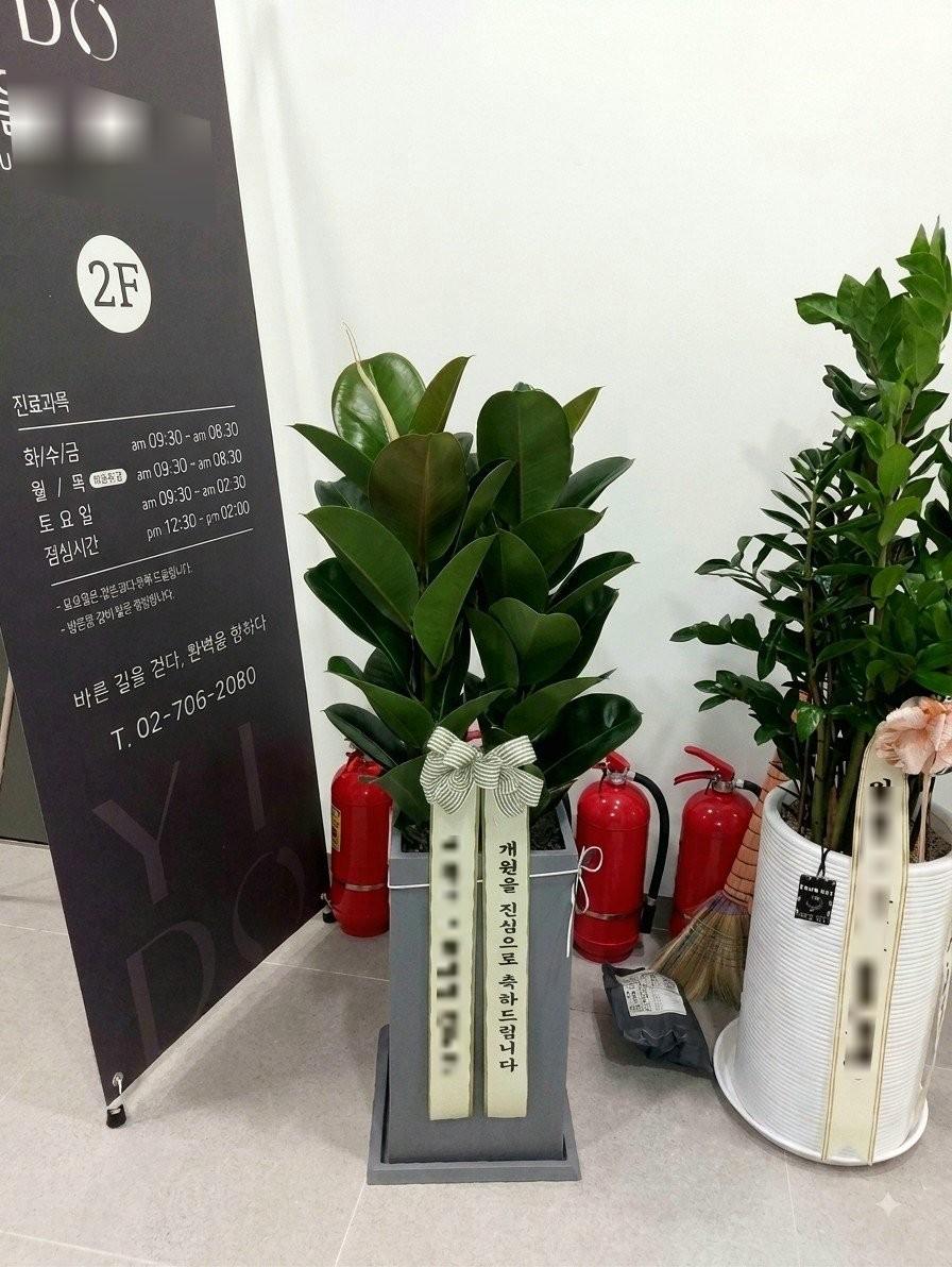 고무나무 (대품) · 서울 마포구 · 2026년 8월 실제 배송 완료 사진 4
