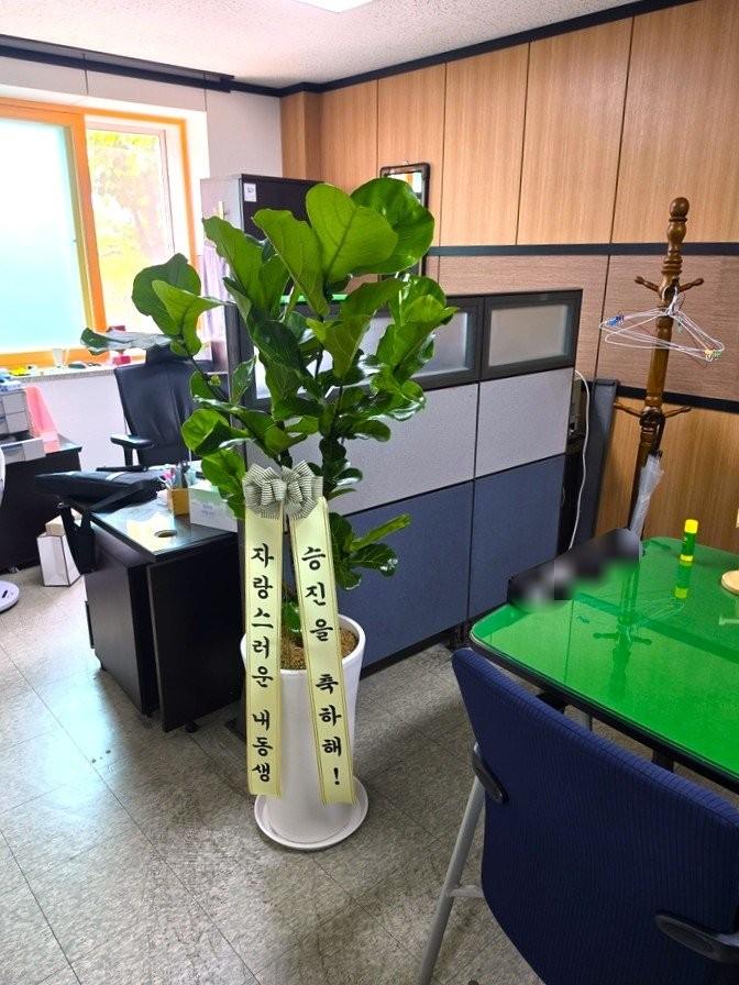 떡갈고무나무 (특대품) · 부산 강서구 · 2026년 8월 실제 배송 완료 사진 1