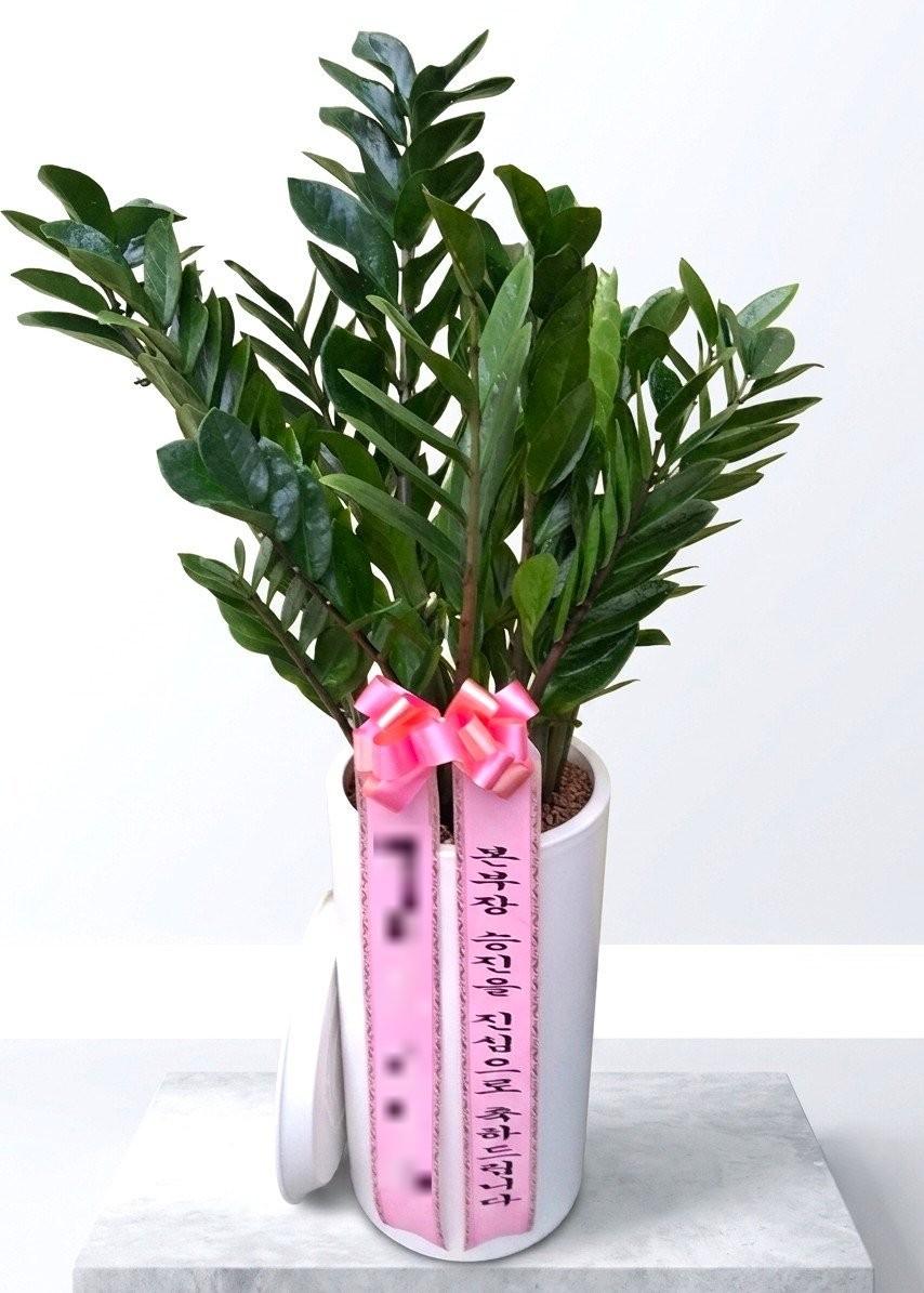 서울 마포구에 배송 완료된 관엽식물 실제 사진