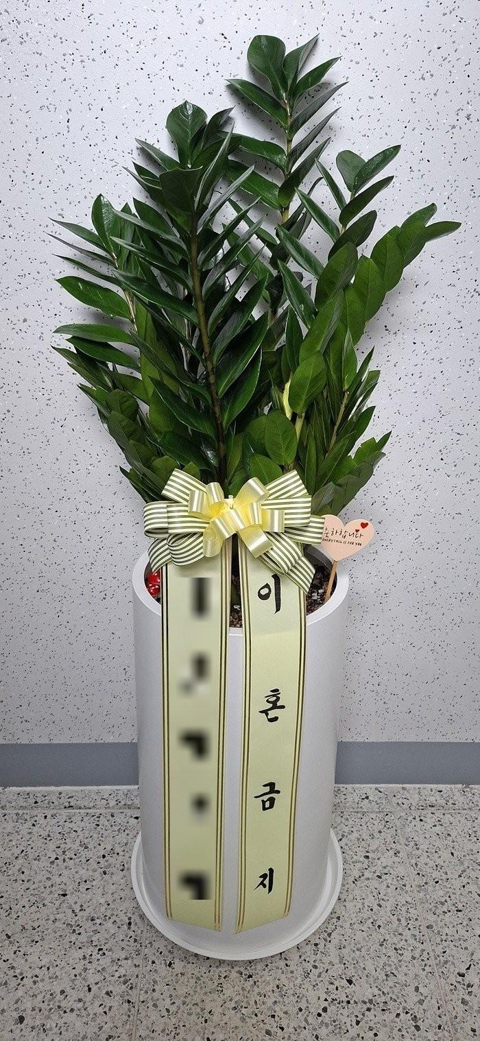 경기 화성시에 배송 완료된 관엽식물 실제 사진