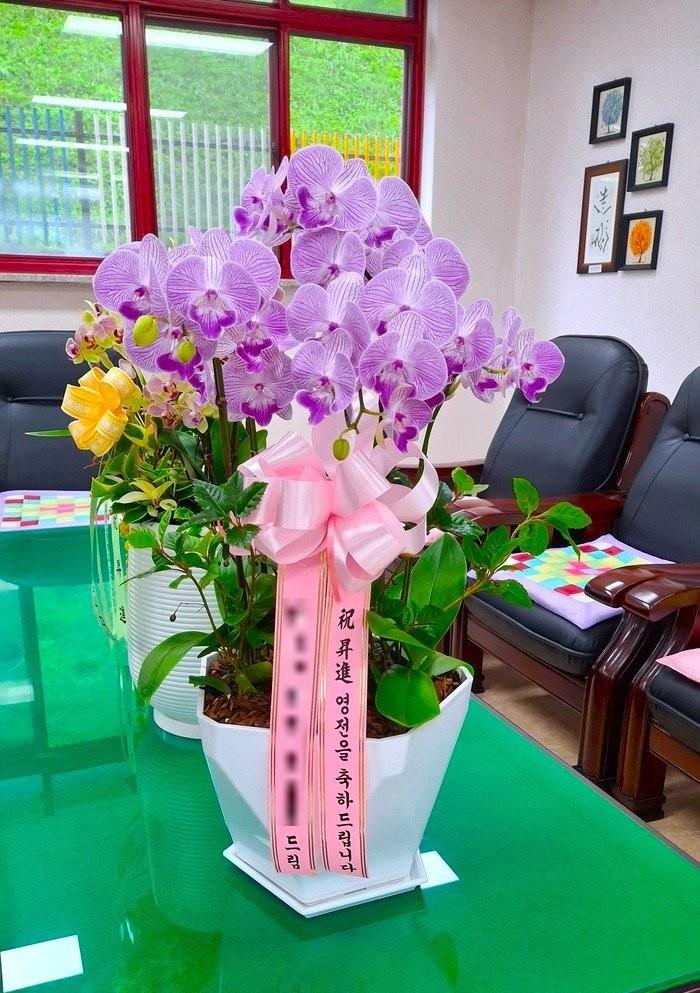 경기 포천시에 배송 완료된 서양란 실제 사진