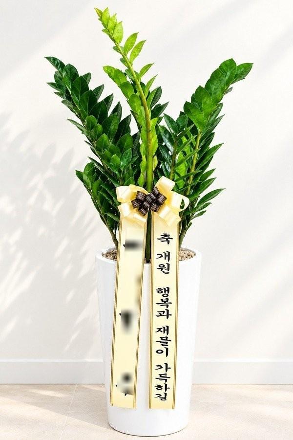 관엽식물 실제 배송 완료 사진 1