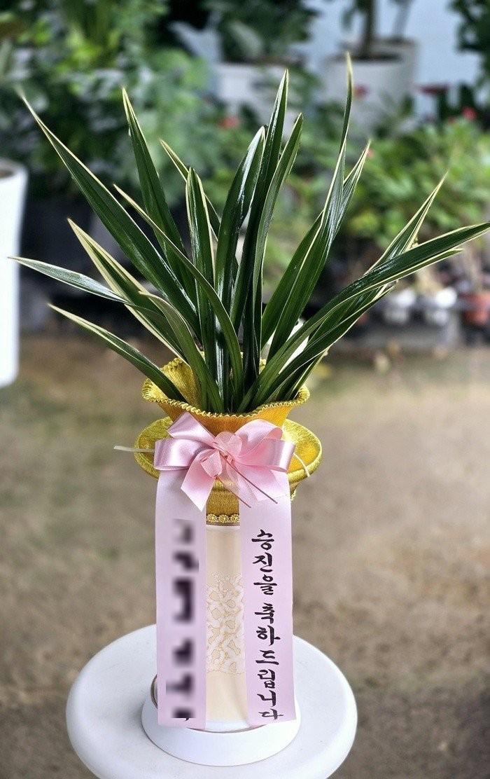 동양란 실제 배송 완료 사진 7