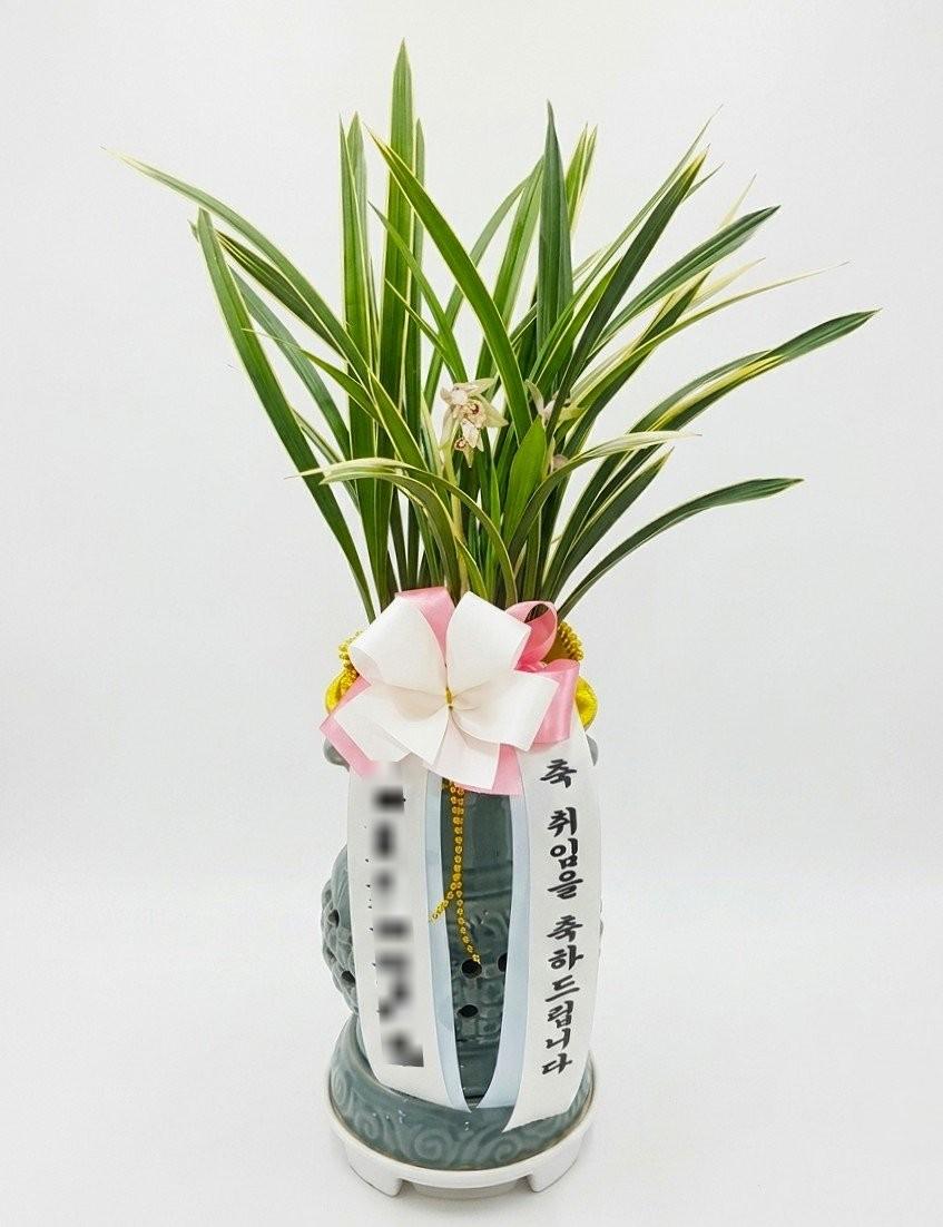경기 의왕시에 배송 완료된 동양란 실제 사진