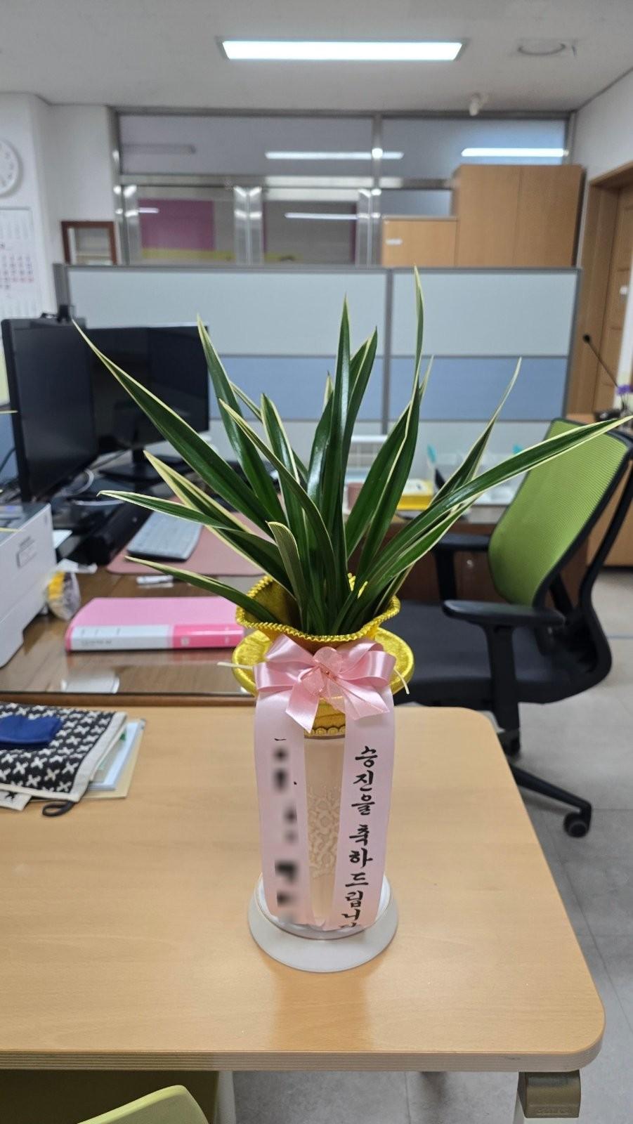 동양란 실제 배송 완료 사진 1