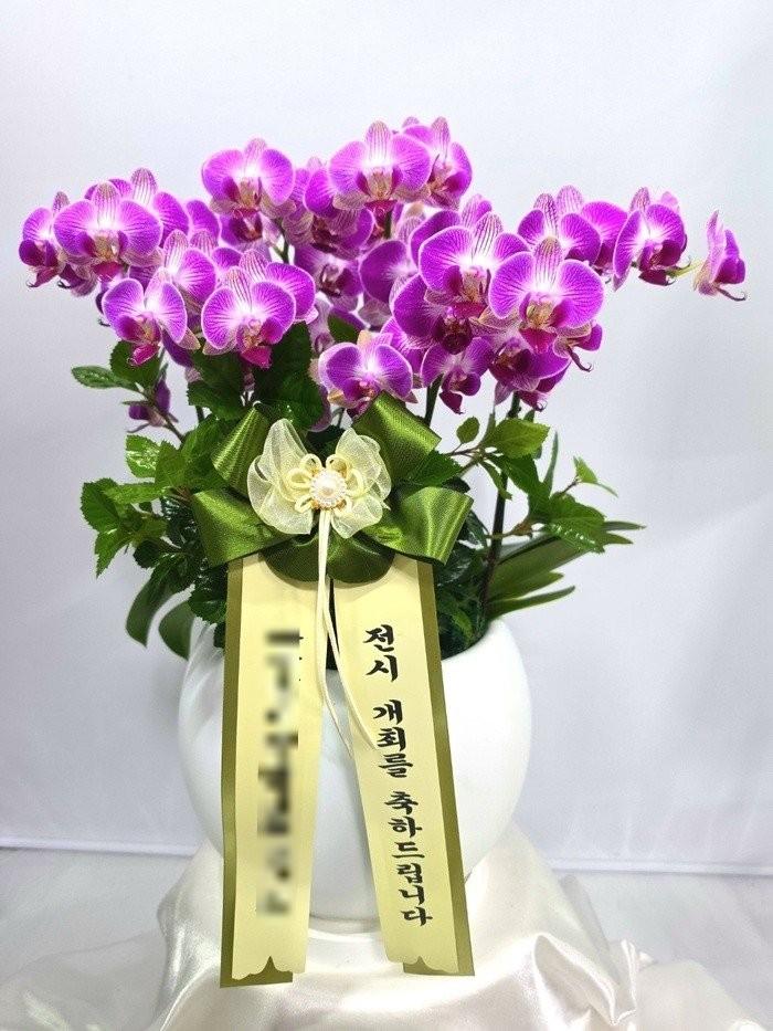 퍼플 호접란 · 서울 마포구 · 2026년 9월 실제 배송 완료 사진 1