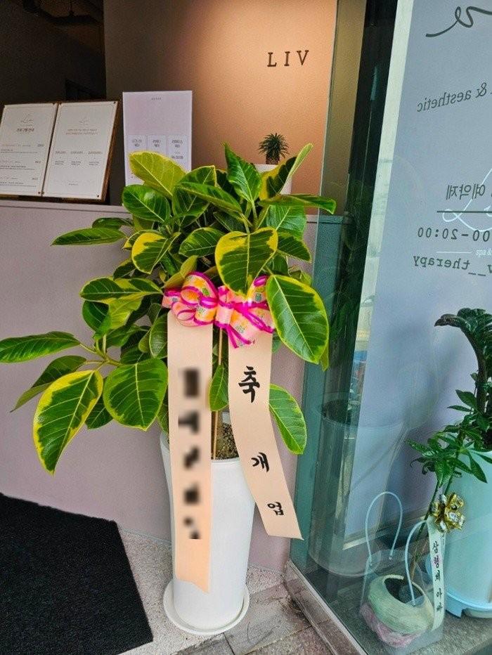 관엽식물 실제 배송 완료 사진 5