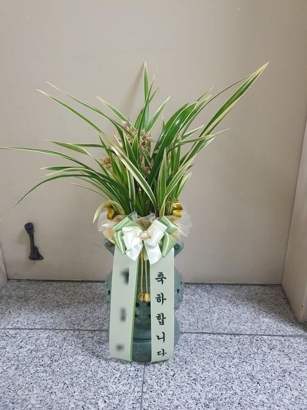 동양란 실제 배송 사진