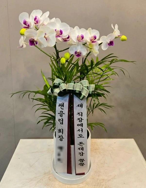 화이트 호접란 · 서울 용산구 · 2026년 10월 실제 배송 완료 사진 2