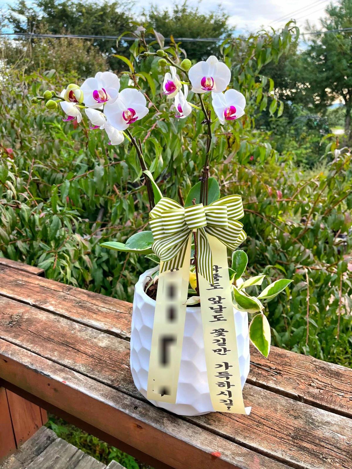 화이트 호접란 · 경기 평택시 · 2026년 10월 실제 배송 완료 사진 1