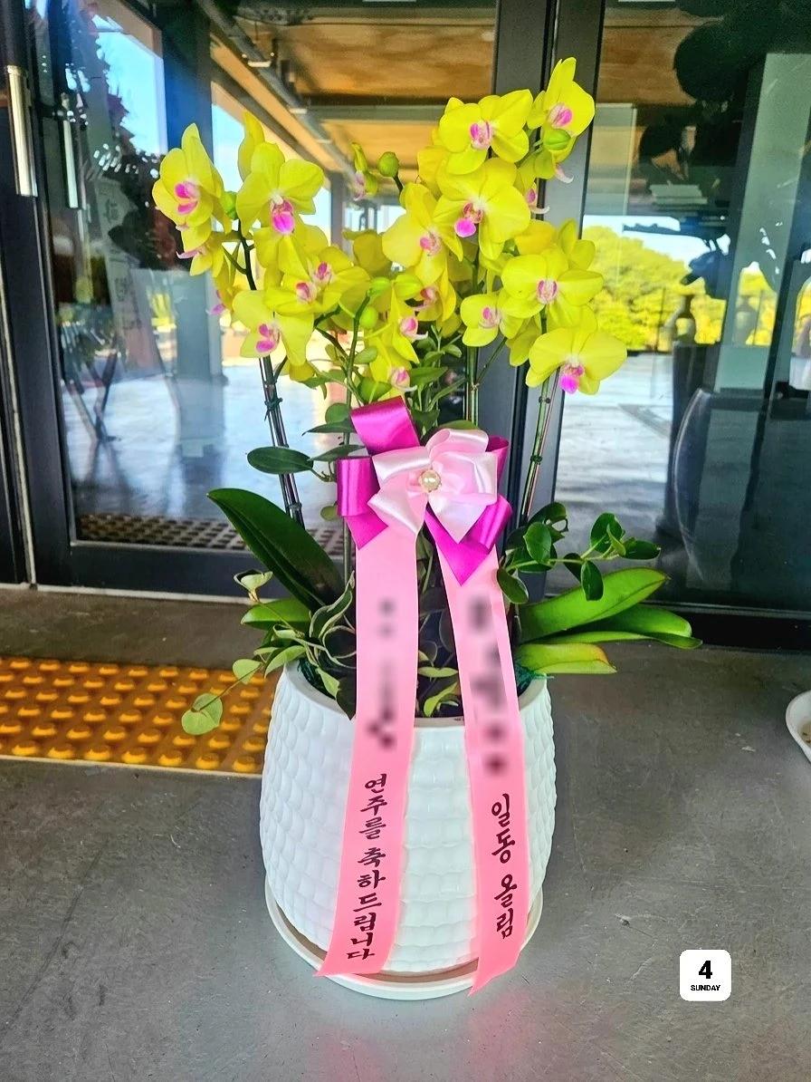 옐로우 호접란 · 경기 포천시 · 2026년 10월 실제 배송 완료 사진 1