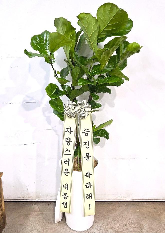 부산 강서구에 배송 완료된 관엽식물 실제 사진