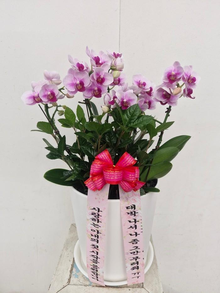 서양란 실제 배송 완료 사진 5
