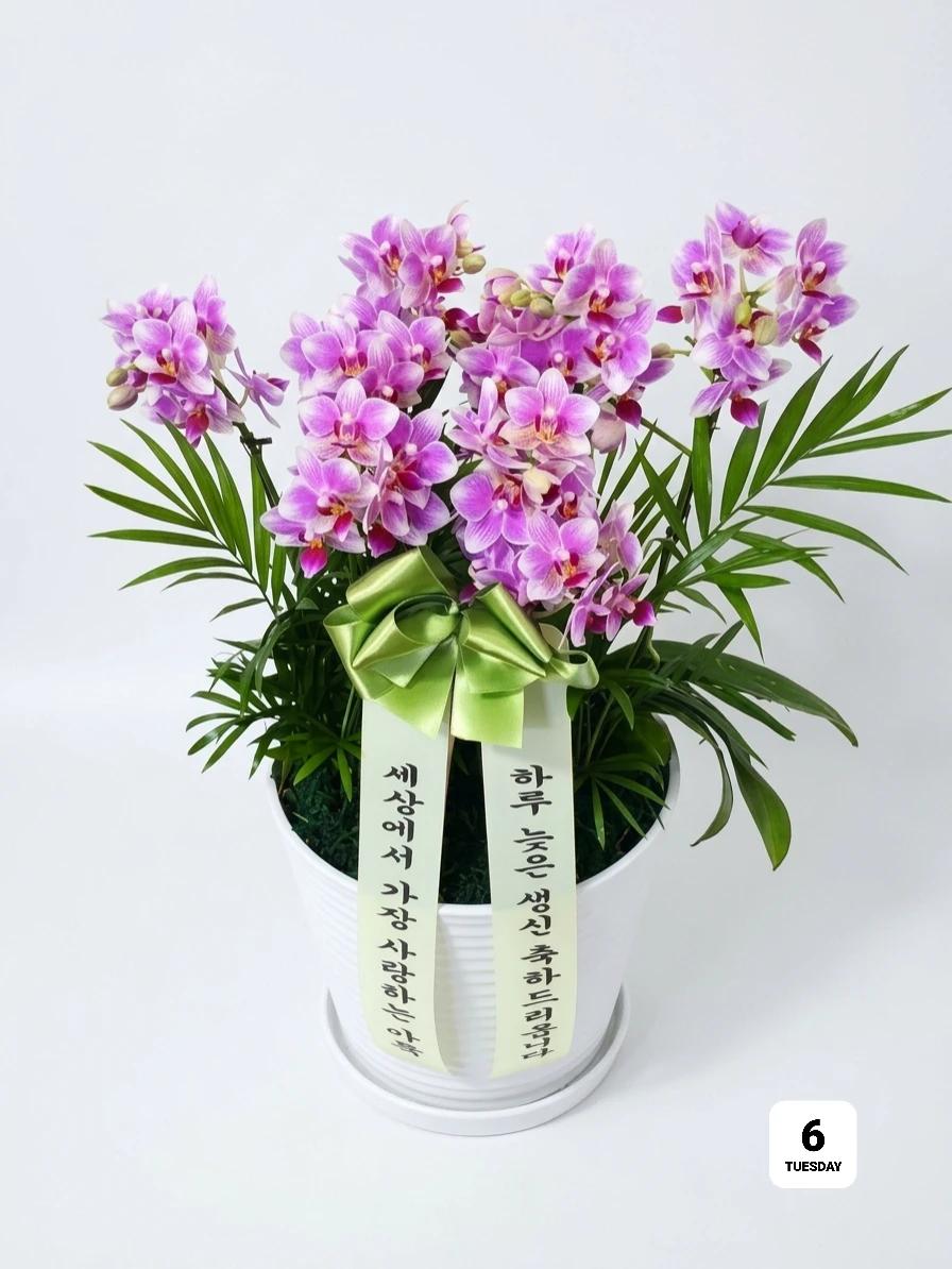 연핑크 호접란 · 경기 양평군 · 2026년 10월 실제 배송 완료 사진 2