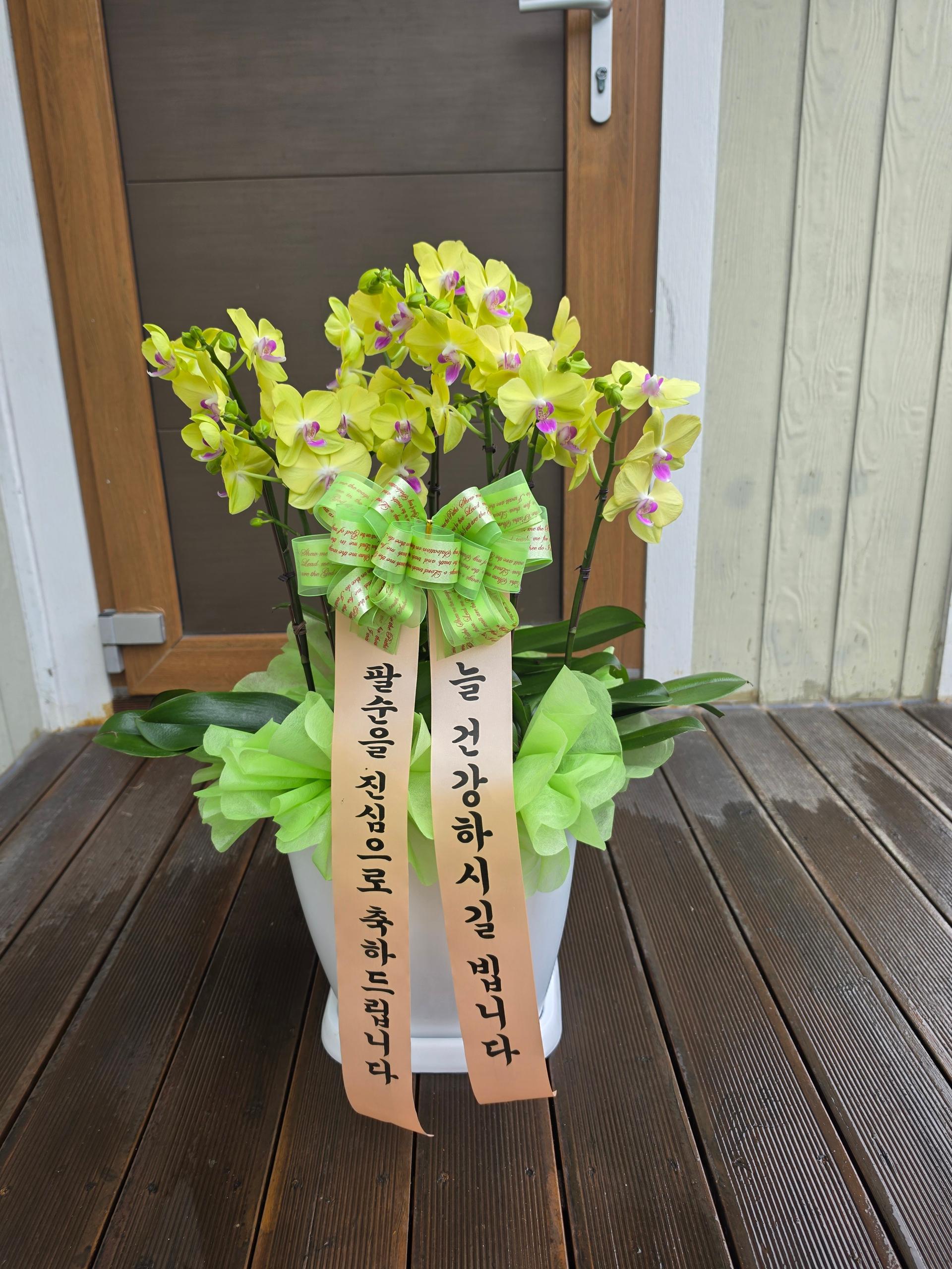 서양란 실제 배송 완료 사진 8