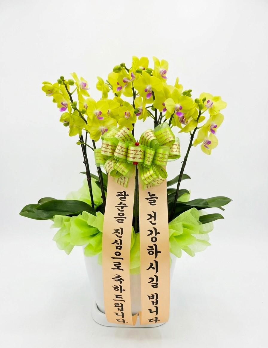 옐로우 호접란 · 강원 영월군 · 2026년 7월 실제 배송 완료 사진 2