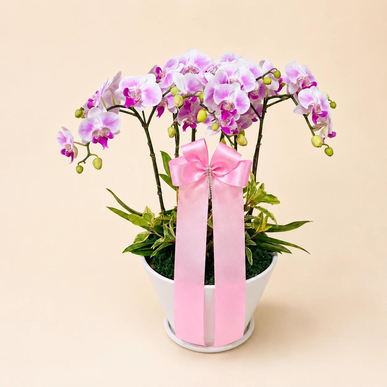 연핑크 호접란